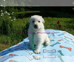 Small #5 German Shepherd Dog