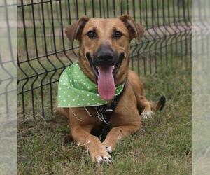 Mutt Dogs for adoption in San Antonio, TX, USA