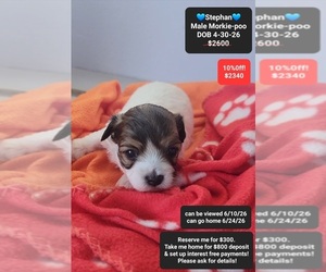 Morkie Poo (Toy) Puppy for sale in TUCSON, AZ, USA