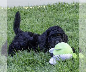 Bernedoodle (Miniature) Puppy for sale in ROY, UT, USA