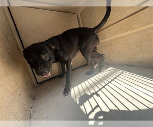 Mutt Dogs for adoption in Oklahoma City, OK, USA