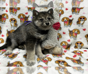 Alaskan Klee Kai-Wolf Hybrid Mix Puppy for sale in LAMAR, CO, USA