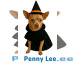 Small #9 Chihuahua