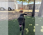 Leafy - Female Labrador Retriever-Unknown Mix Dog for Adoption - Small photo