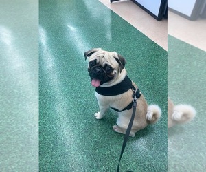 Father of the Pug puppies born on 09/07/2025
