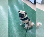 Small Photo #1 Pug Puppy For Sale in FERNANDINA BEACH, FL, USA