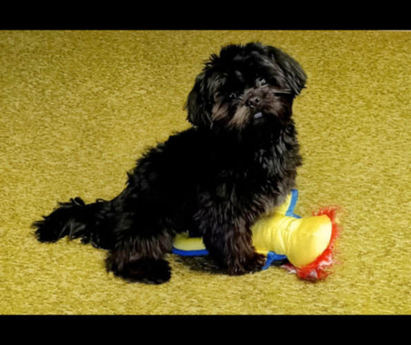 Medium Photo #1 Shih Tzu Puppy For Sale in GAINESVILLE, GA, USA