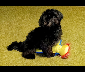 Shih Tzu Puppy for sale in GAINESVILLE, GA, USA