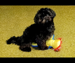 Small Photo #1 Shih Tzu Puppy For Sale in GAINESVILLE, GA, USA