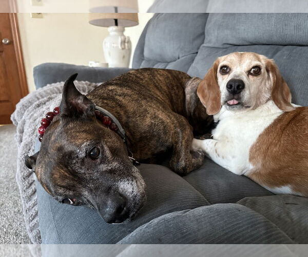 Medium Photo #2 Beagle-Unknown Mix Puppy For Sale in Springdale, PA, USA