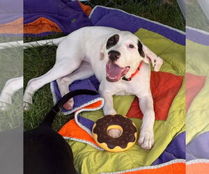 Boxer-Unknown Mix Dogs for adoption in Salt Lake City, UT, USA