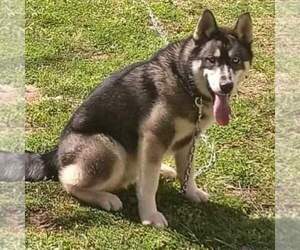 Father of the Siberian Husky puppies born on 03/28/2026