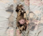 Small Photo #48 German Shepherd Dog Puppy For Sale in ANKENY, IA, USA