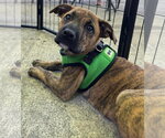 Small #2 Mountain Cur Mix