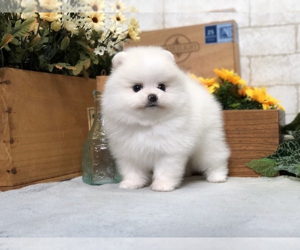 Medium Photo #13 Pomeranian Puppy For Sale in LOS ANGELES, CA, USA