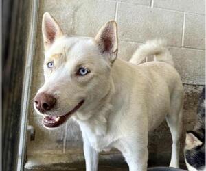 Siberian Husky Dogs for adoption in San Bernardino, CA, USA