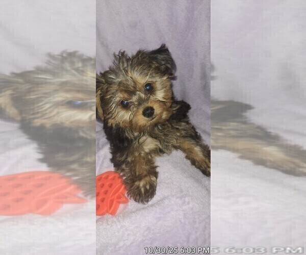 Medium Photo #14 Yorkshire Terrier Puppy For Sale in AKRON, OH, USA