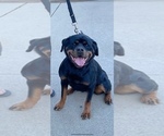Small Photo #12 Rottweiler Puppy For Sale in YUCCA VALLEY, CA, USA