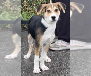 Siberian Husky-Treeing Walker Coonhound Mix Dogs for adoption in Canfield, OH, USA