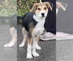 KEVIN - Male Siberian Husky-Treeing Walker Coonhound Mix Dog for Adoption - Small photo