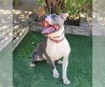 Small Photo #4 American Staffordshire Terrier-Bulldog Mix Puppy For Sale in Albuquerque, NM, USA