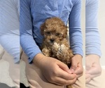 Small Photo #12 Poodle (Toy)-ShihPoo Mix Puppy For Sale in FARMINGTON, MI, USA