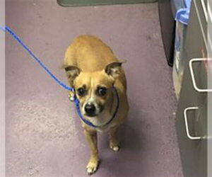 Chihuahua-Unknown Mix Dogs for adoption in Long Beach, CA, USA