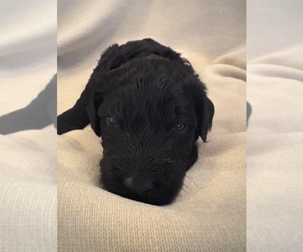 Medium Photo #2 Schnoodle (Giant) Puppy For Sale in MINNEAPOLIS, MN, USA