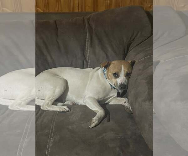 Medium Photo #1 Beagle-Unknown Mix Puppy For Sale in Minneapolis, MN, USA