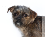 Small Affenpinscher Mix