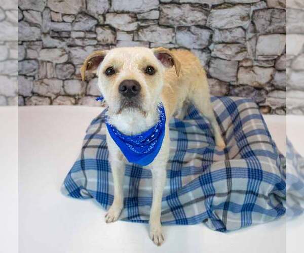 Medium Photo #2 Mutt Puppy For Sale in Kennesaw, GA, USA