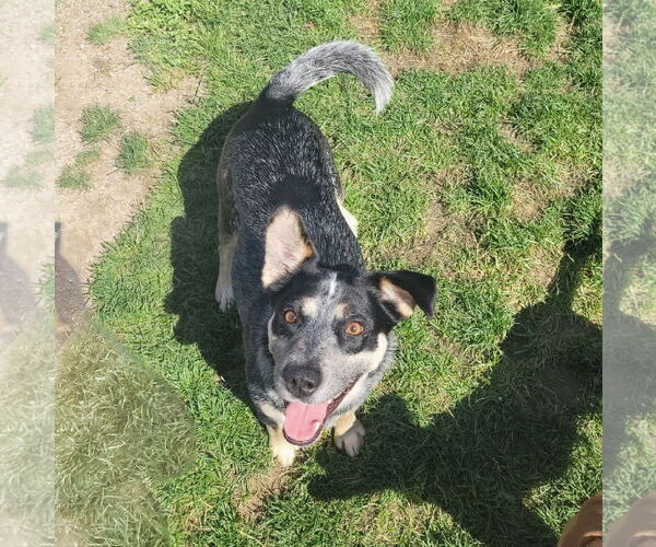 Medium Photo #2 Mutt Puppy For Sale in FAIRLAWN, OH, USA