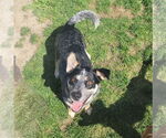 Small #1 Mutt
