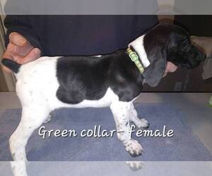 German Shorthaired Pointer Puppy for sale in RICHMOND, MO, USA