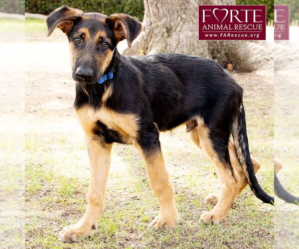 Medium Photo #7 German Shepherd Dog-Unknown Mix Puppy For Sale in Marina del Rey, CA, USA