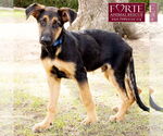 Small #6 German Shepherd Dog Mix