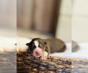 Siberian Husky Puppy for sale in HEMET, CA, USA