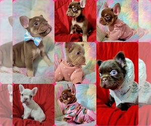 French Bulldog Puppy for sale in CHICAGO, IL, USA