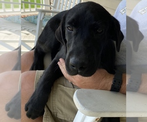 Labrador Retriever Puppy for sale in MOUNT AIRY, NC, USA