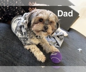 Father of the Yorkshire Terrier puppies born on 09/28/2026