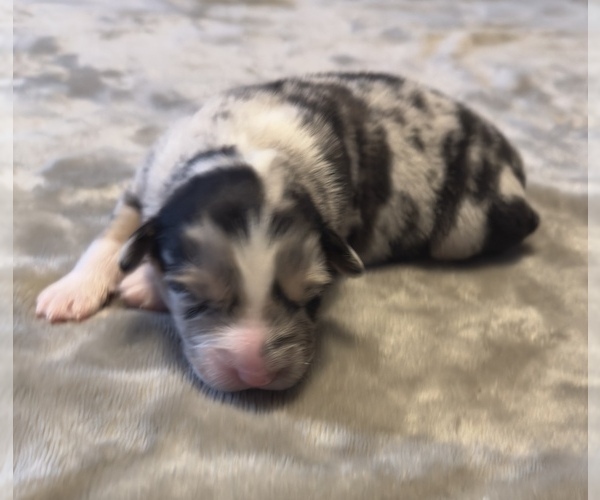 Medium Photo #11 Australian Shepherd Puppy For Sale in SALISBURY, NC, USA