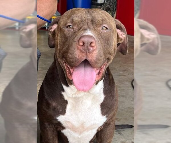 Medium Photo #5 American Pit Bull Terrier Puppy For Sale in Shreveport, LA, USA