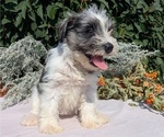 Small #5 Schnauzer (Miniature)