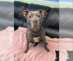 Small #2 American Pit Bull Terrier Mix