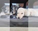 Small Photo #12 Poodle (Standard) Puppy For Sale in MOORESVILLE, NC, USA