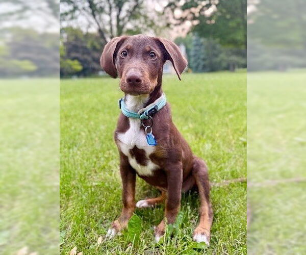 Medium Photo #1 Mutt Puppy For Sale in Genesee, WI, USA