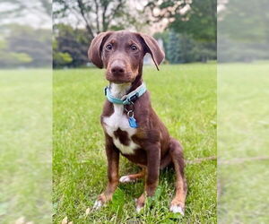 Mutt Dogs for adoption in Genesee, WI, USA