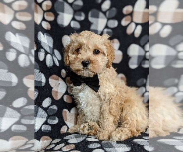 Medium Photo #3 Cocker Spaniel-Poodle (Miniature) Mix Puppy For Sale in PEACH BOTTOM, PA, USA