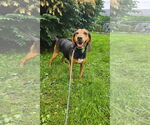 Small #6 Black and Tan Coonhound