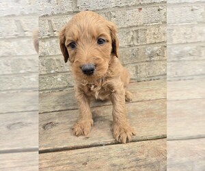 Labradoodle Puppy for sale in WILLIAMSTOWN, KY, USA